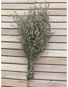 Wiązka ziół - gorzki piołun (Artemisia absinthium)
