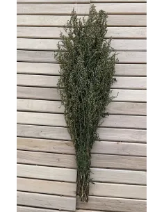 Gałązka sauny Piołun cytrynowy