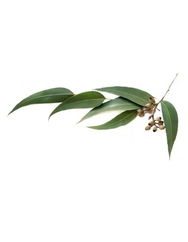 Esenciálny olej Eukalyptus 15 ml