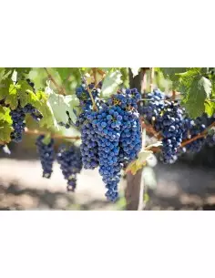 Mydlo Hrozno s kokosovo mandľovým krémom 100g 2