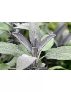 Bylinkový čaj Šalvia 50 g 2