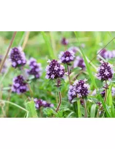 Bylinný čaj Tymián 50 g 2