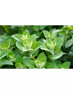 Bylinný čaj Mäta 50 g 2