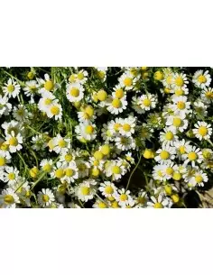 Bylinkový čaj Harmanček 50 g 2