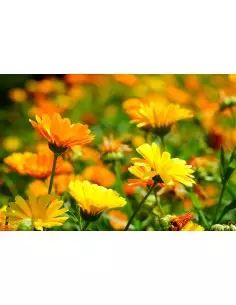 Bylinkový čaj Nechtík 50g 2