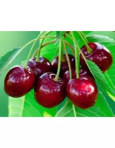 Wiśniowy olejek do masażu 250 ml 2